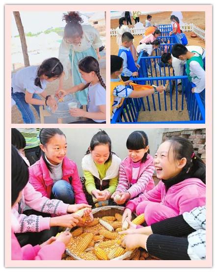 徐州玉米价格最新动态，全面步骤指南